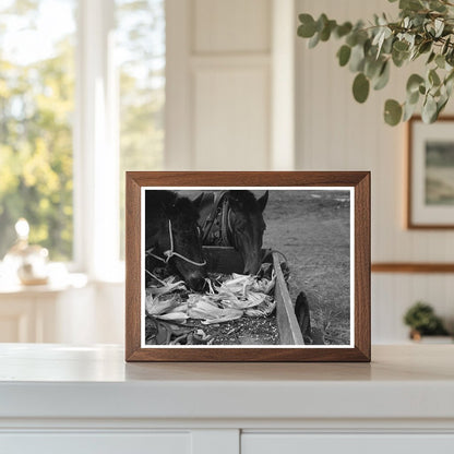 1940 Vintage Photo of Mules and Farmer in Eufaula Oklahoma - Available at KNOWOL