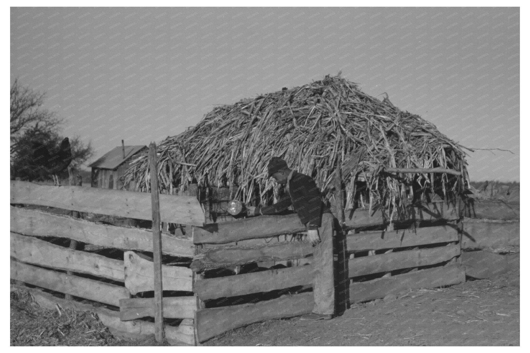 1940 Young Boy Pouring Bran on Oklahoma Farm - Available at KNOWOL