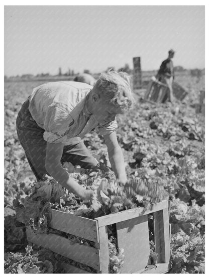 1941 Agricultural Workers Harvesting Lettuce in Idaho - Available at KNOWOL