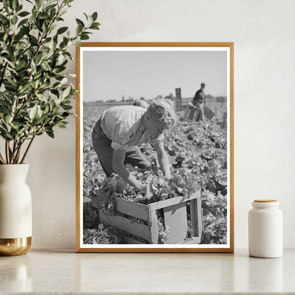 1941 Agricultural Workers Harvesting Lettuce in Idaho - Available at KNOWOL