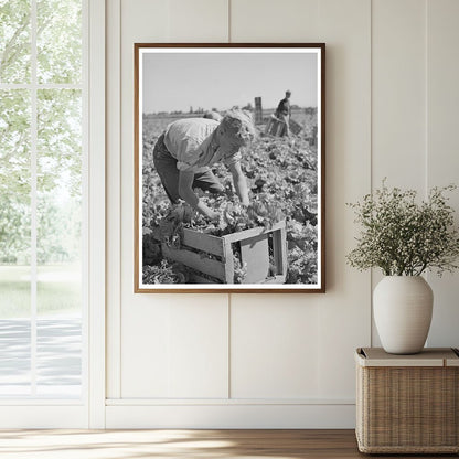 1941 Agricultural Workers Harvesting Lettuce in Idaho - Available at KNOWOL