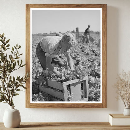 1941 Agricultural Workers Harvesting Lettuce in Idaho - Available at KNOWOL