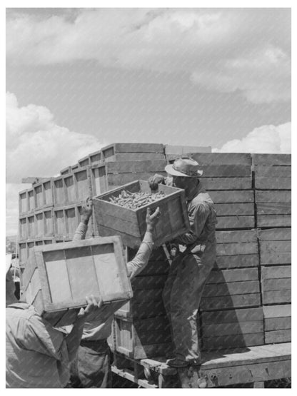 1941 Black and White Photo of Workers Loading Peas Nampa Idaho - Available at KNOWOL