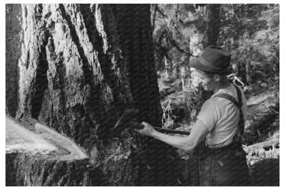 1941 Faller Pouring Oil on Saw in Cowlitz County - Available at KNOWOL