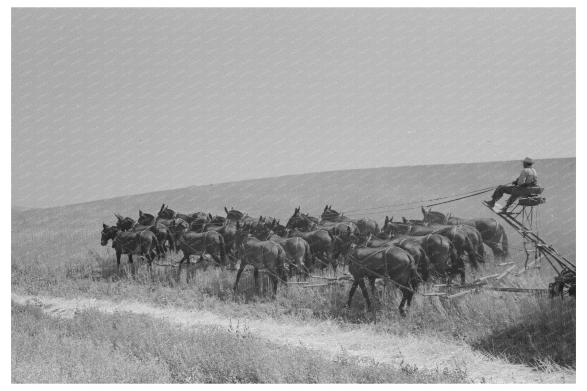 1941 Farmer and Mule in Walla Walla Wheat Field - Available at KNOWOL