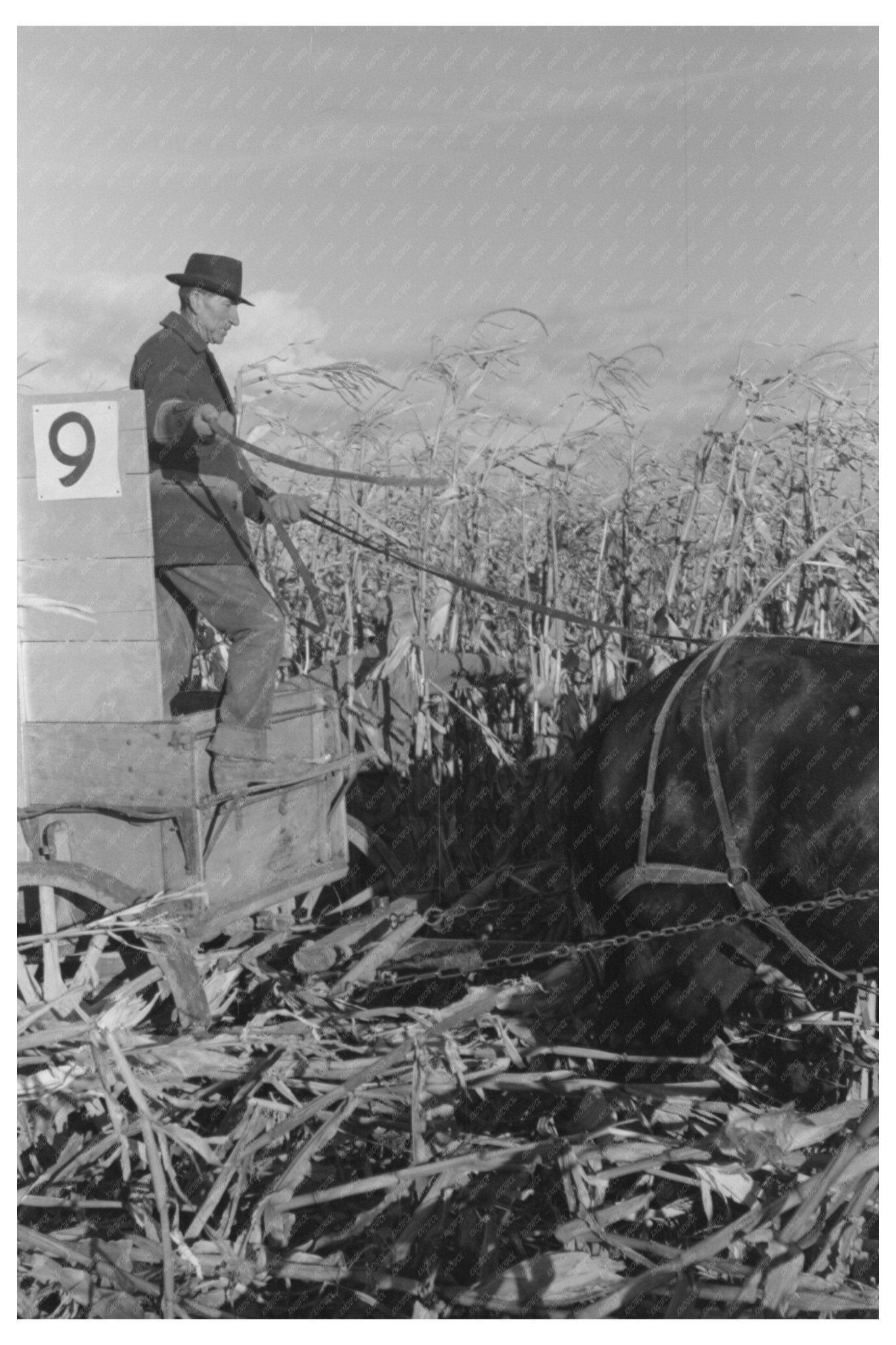 1941 Farmer Wagon Cornhusking Contest Ontario Oregon - Available at KNOWOL