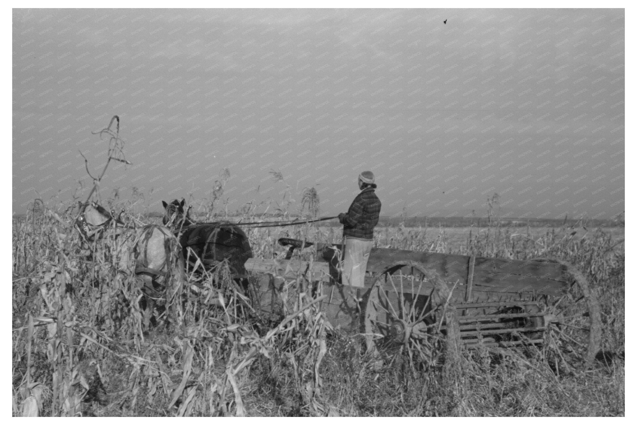 1941 Farmer Widow Huskers Corn Black Canyon Project Idaho - Available at KNOWOL