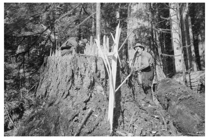 1941 Fresh Tree Stump at Long Bell Lumber Company Washington - Available at KNOWOL