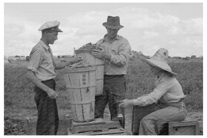 1941 Labor Contractors Weighing Peas in Nampa Idaho - Available at KNOWOL