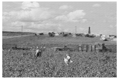 1941 Labor Crew in Pea Fields Nampa Idaho - Available at KNOWOL