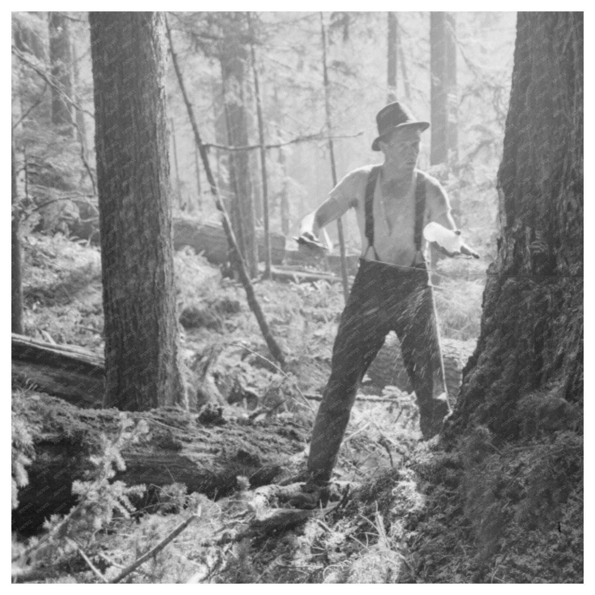 1941 Laborer Pouring Oil on Saw in Cowlitz County - Available at KNOWOL