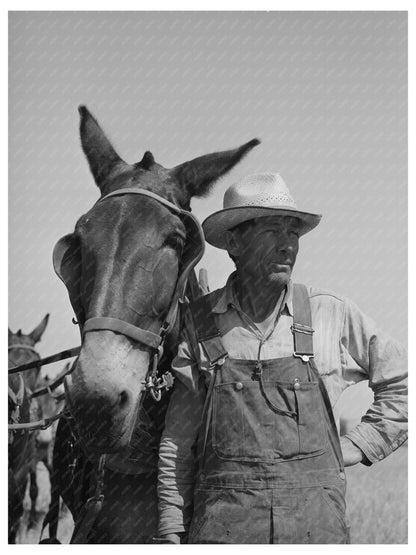 1941 Mule Skinner with Twenty Mule Team in Washington - Available at KNOWOL