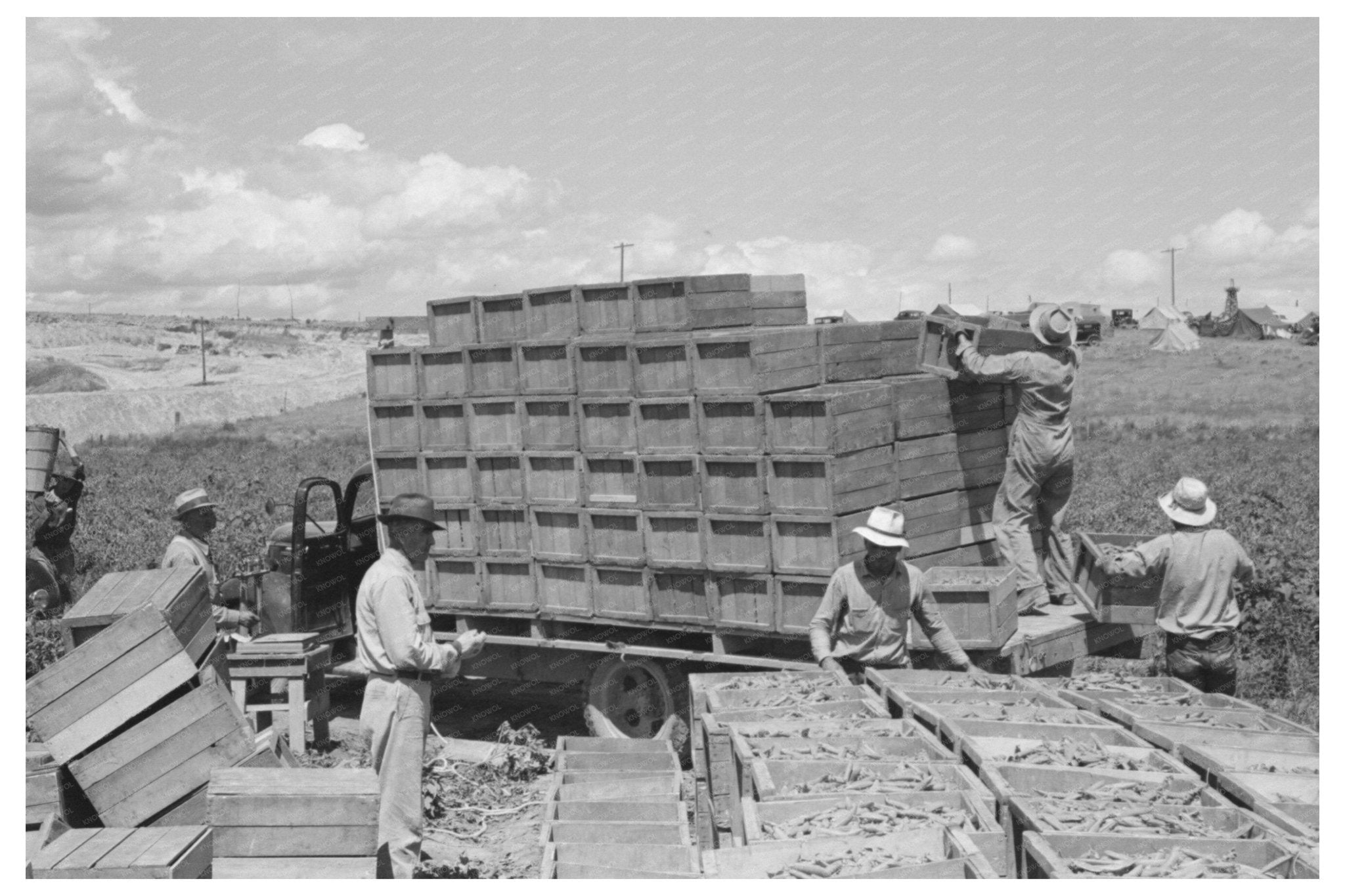 1941 Nampa Idaho Agricultural Workers Crating Peas - Available at KNOWOL