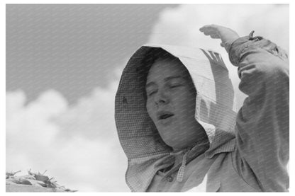 1941 Pea Harvesting Crew in Nampa Idaho FSA Collection - Available at KNOWOL