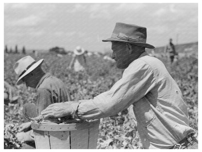 1941 Pea Pickers Crew Weighing Harvest in Nampa Idaho - Available at KNOWOL