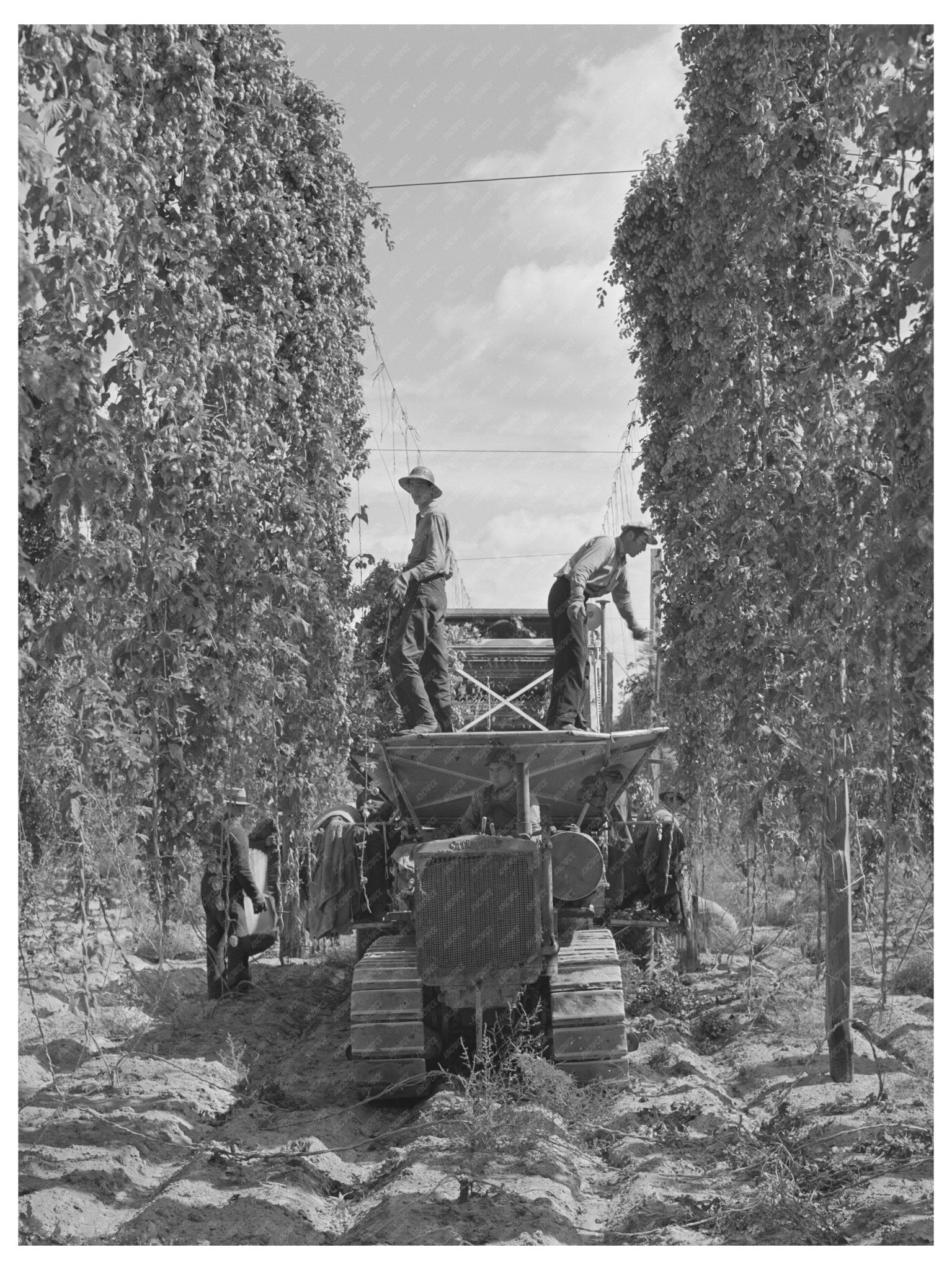 1941 Portable Hop Picker in Yakima County Fields - Available at KNOWOL