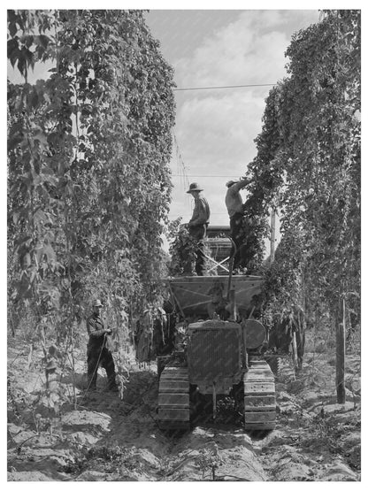 1941 Portable Mechanical Hop Picker in Yakima County - Available at KNOWOL