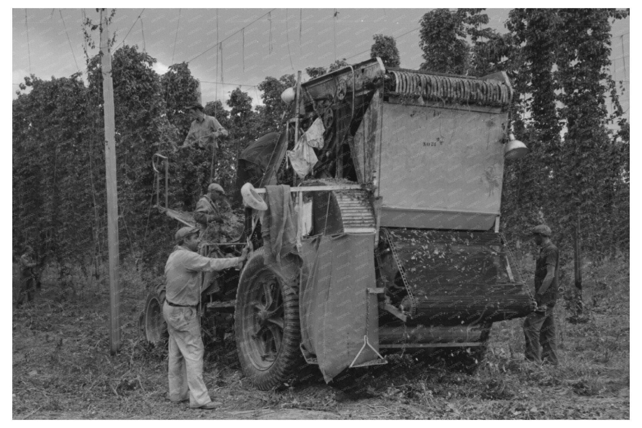 1941 Portable - Type Mechanical Hop Picker in Yakima County - Available at KNOWOL