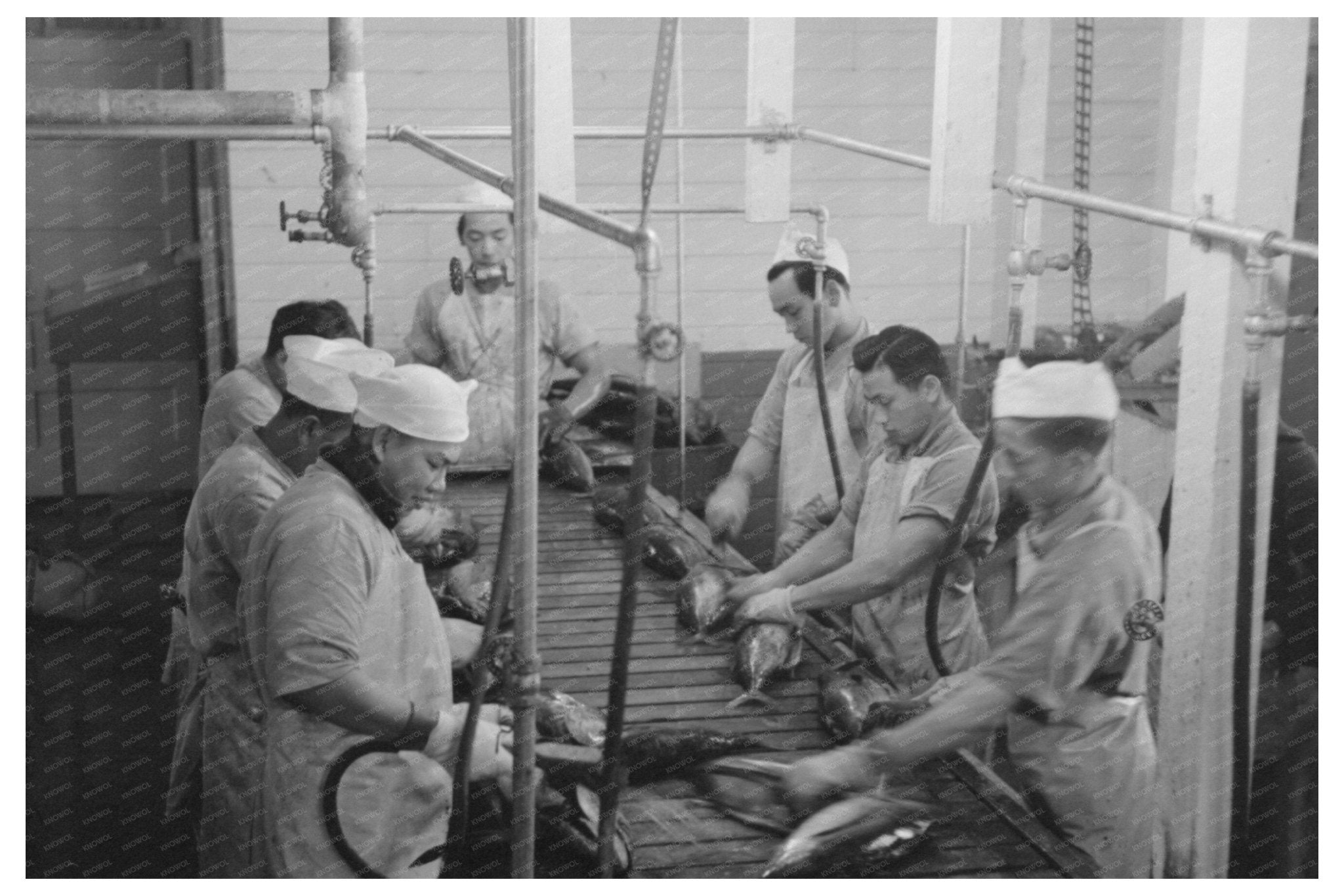 1941 Tuna Gutting Workers at Columbia River Packing Association - Available at KNOWOL