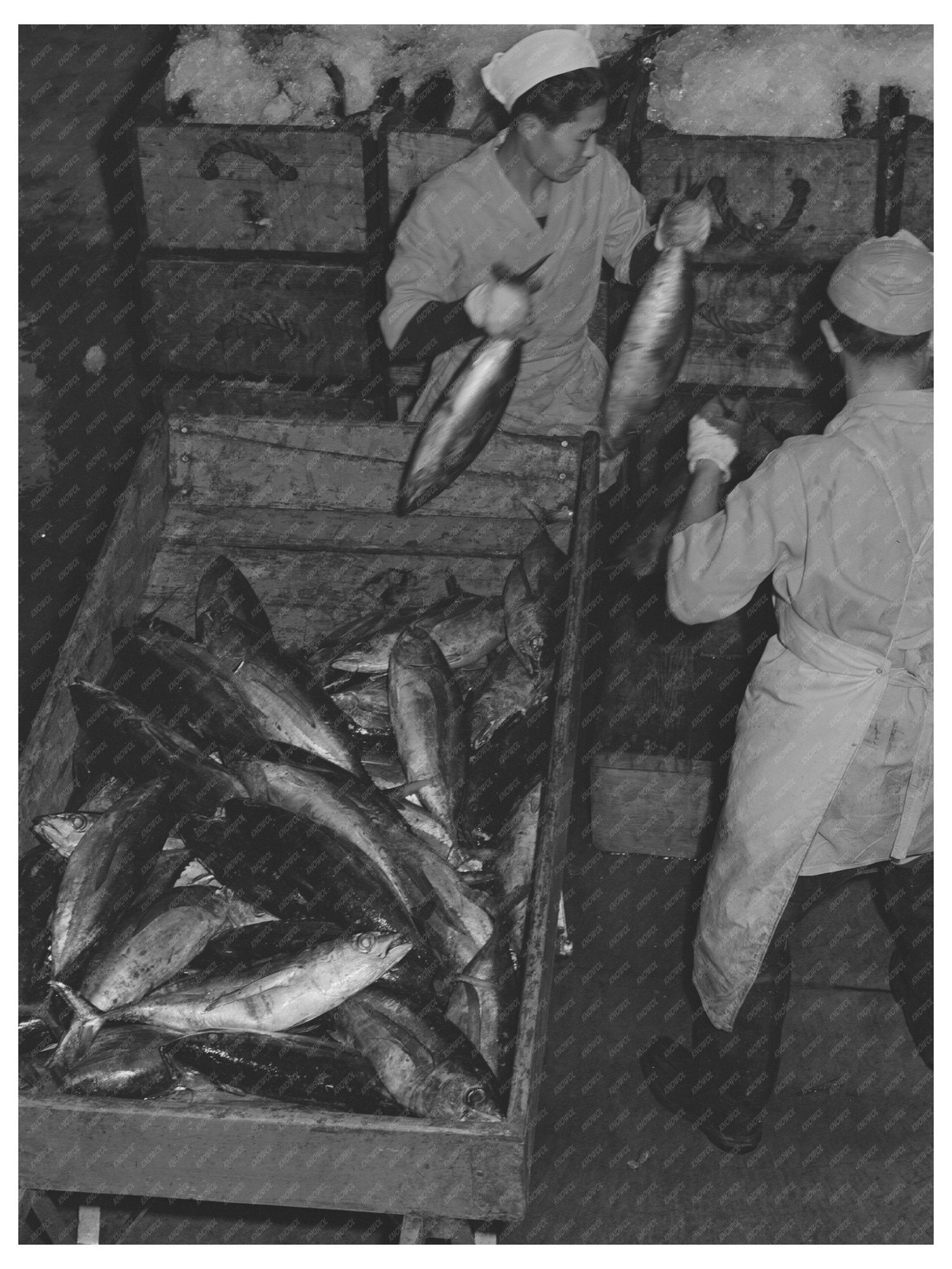 1941 Tuna Packing Process in Astoria Oregon - Available at KNOWOL