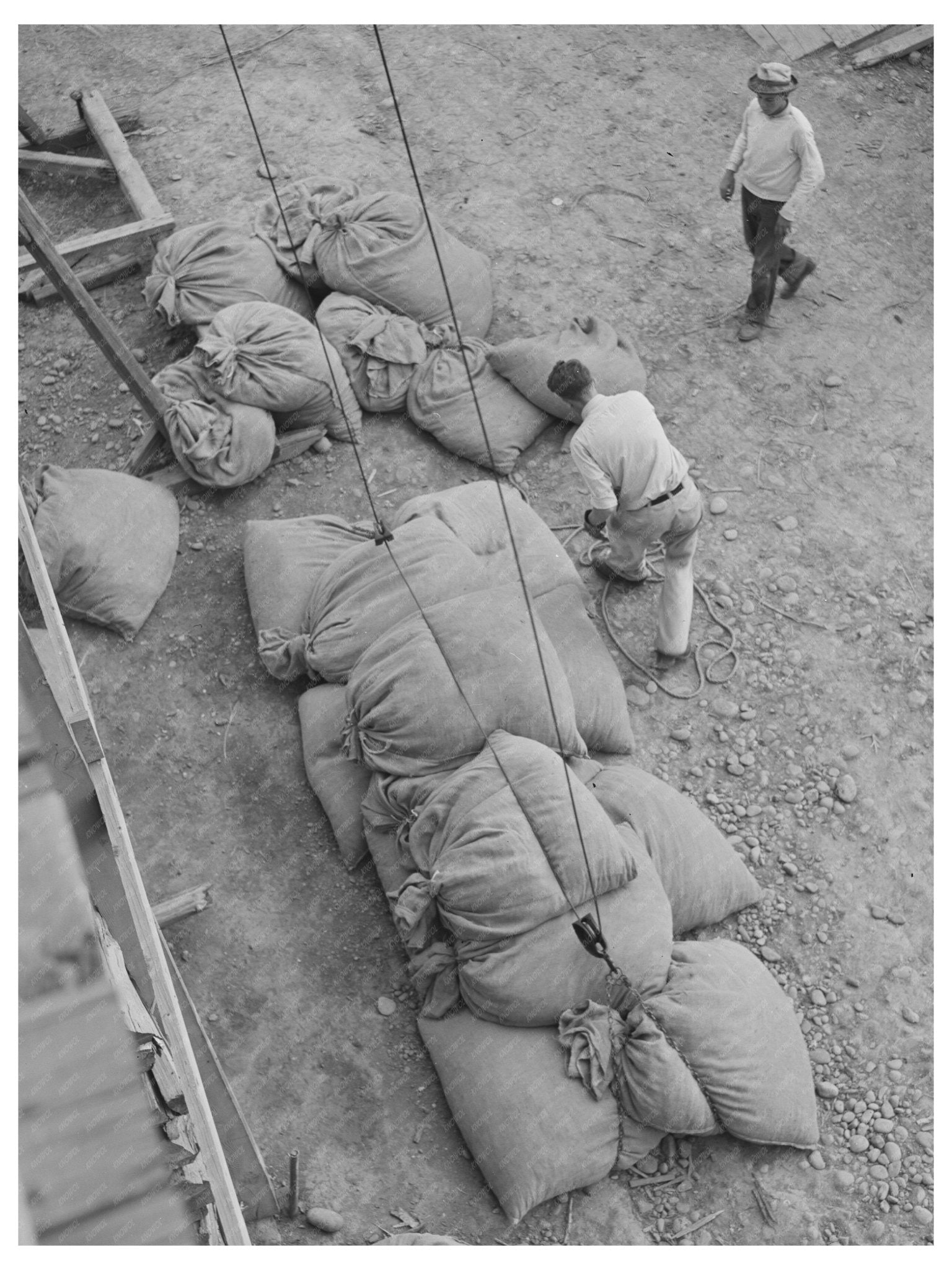 1941 Vintage Harvesting Green Hops in Yakima County - Available at KNOWOL