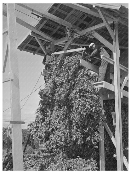 1941 Vintage Hop Vines Processing in Yakima County - Available at KNOWOL