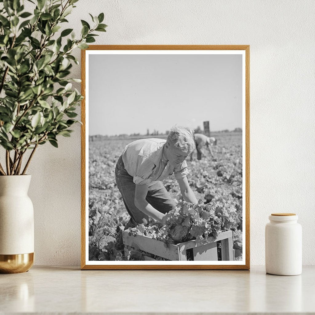 1941 Vintage Image of Lettuce Harvest in Idaho Field - Available at KNOWOL