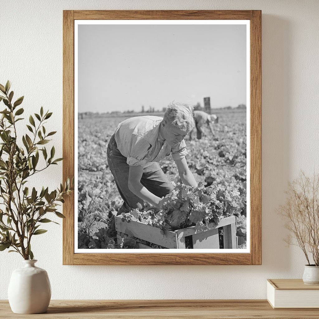 1941 Vintage Image of Lettuce Harvest in Idaho Field - Available at KNOWOL