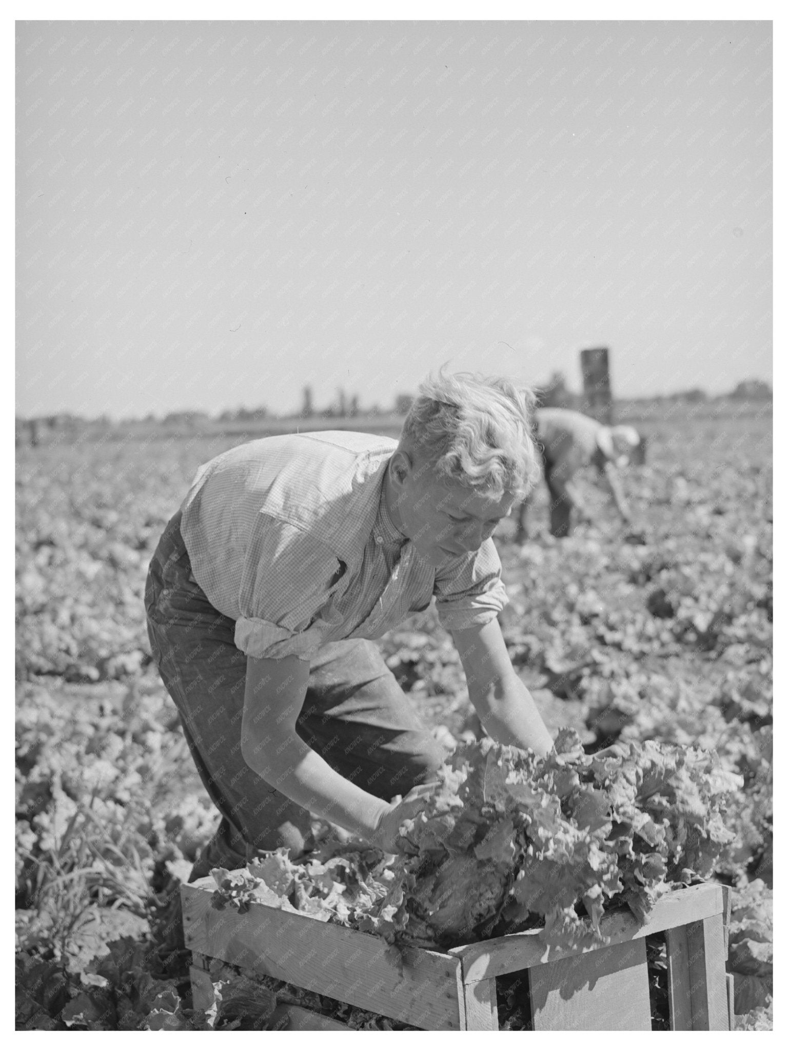 1941 Vintage Image of Lettuce Harvest in Idaho Field - Available at KNOWOL