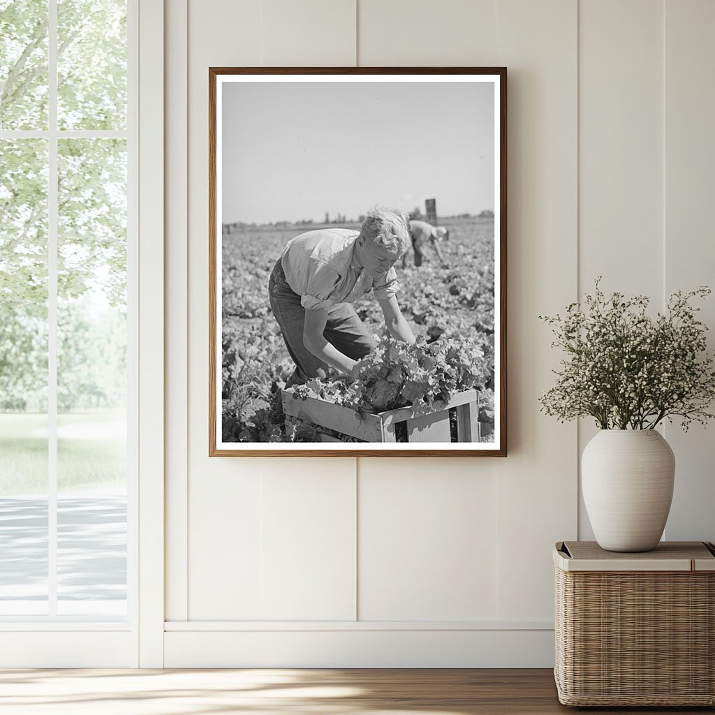 1941 Vintage Image of Lettuce Harvest in Idaho Field - Available at KNOWOL