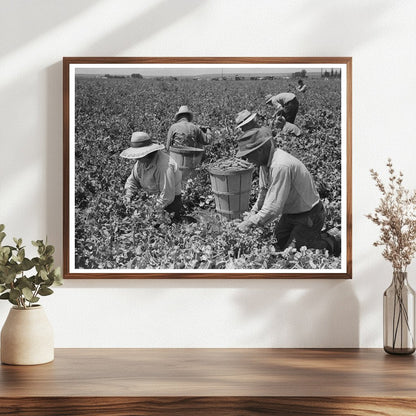 1941 Vintage Pea - Picking Camp Laborers in Nampa Idaho - Available at KNOWOL