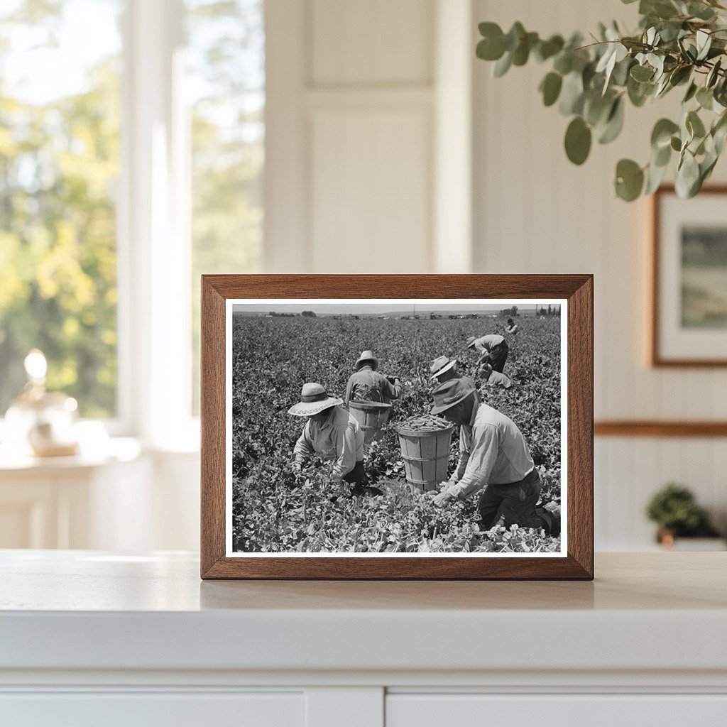 1941 Vintage Pea - Picking Camp Laborers in Nampa Idaho - Available at KNOWOL