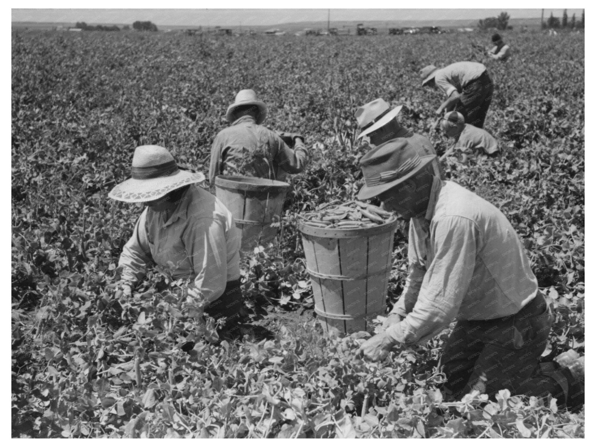 1941 Vintage Pea - Picking Camp Laborers in Nampa Idaho - Available at KNOWOL