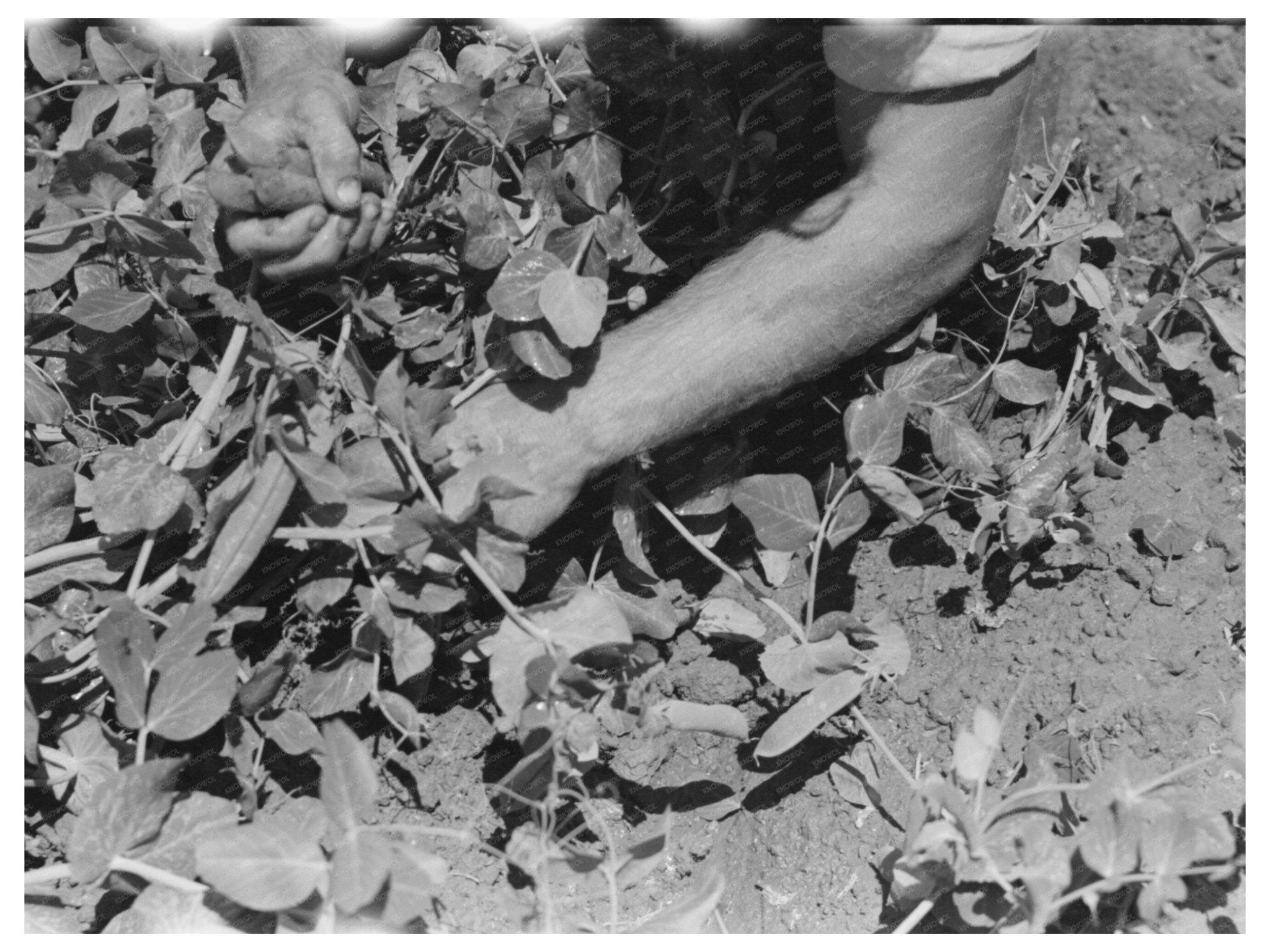 1941 Vintage Pea Picking in Nampa Idaho - Available at KNOWOL