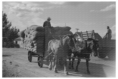 1941 Vintage Photo of Hop Harvesting in Yakima County - Available at KNOWOL