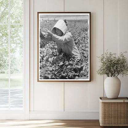1941 Vintage Photo of Labor Crew Picking Peas in Idaho - Available at KNOWOL