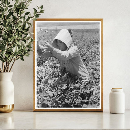 1941 Vintage Photo of Labor Crew Picking Peas in Idaho - Available at KNOWOL