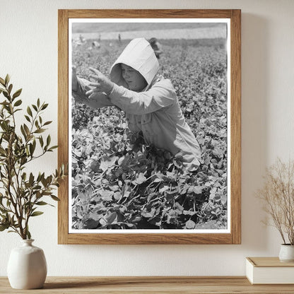 1941 Vintage Photo of Labor Crew Picking Peas in Idaho - Available at KNOWOL