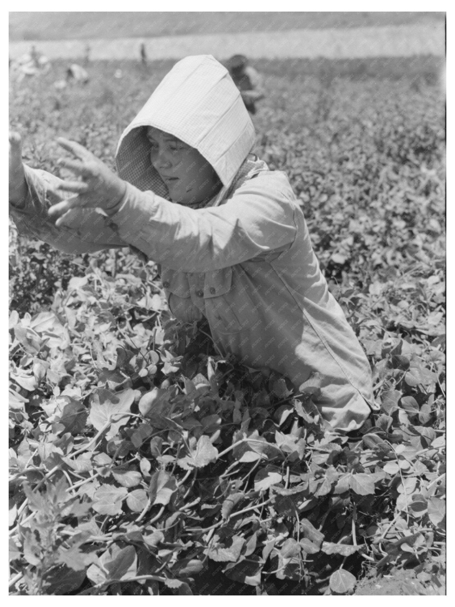 1941 Vintage Photo of Labor Crew Picking Peas in Idaho - Available at KNOWOL