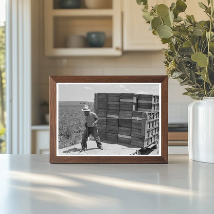 1941 Vintage Photo of Pea Crate Loading in Nampa Idaho - Available at KNOWOL