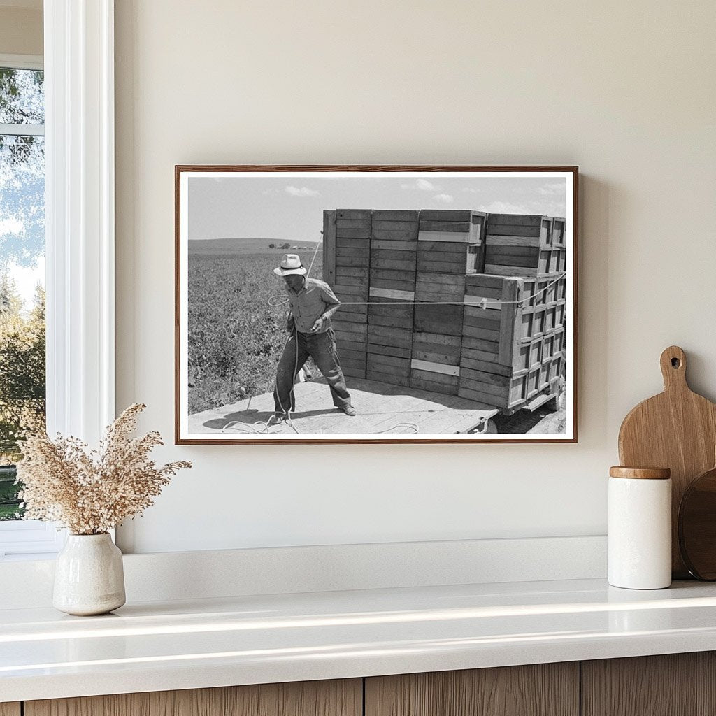 1941 Vintage Photo of Pea Crate Loading in Nampa Idaho - Available at KNOWOL