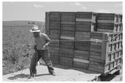 1941 Vintage Photo of Pea Crate Loading in Nampa Idaho - Available at KNOWOL