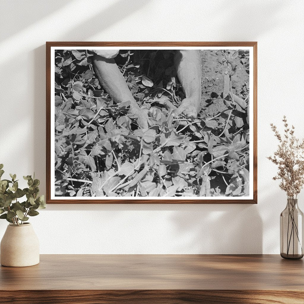 1941 Vintage Photo of Pea Picking in Nampa Idaho - Available at KNOWOL