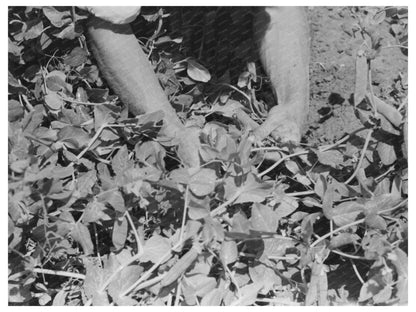 1941 Vintage Photo of Pea Picking in Nampa Idaho - Available at KNOWOL