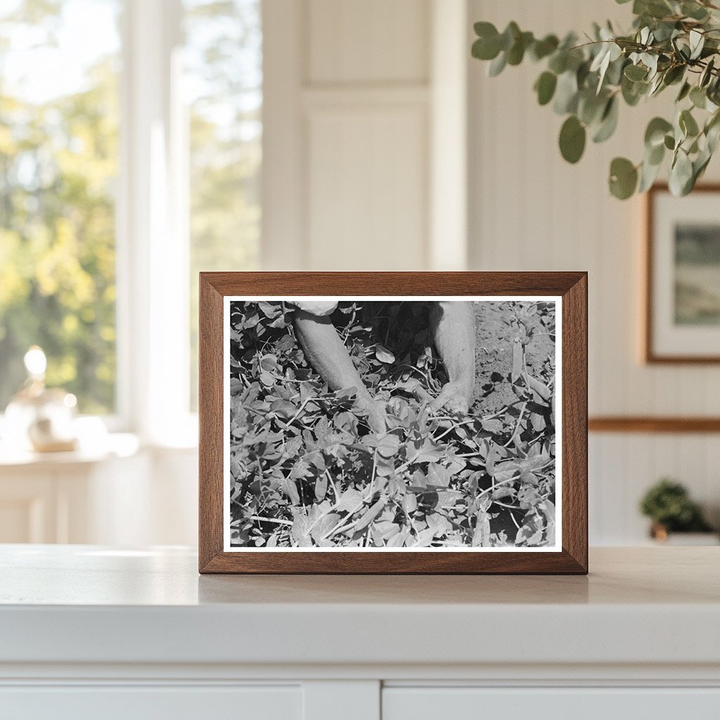 1941 Vintage Photo of Pea Picking in Nampa Idaho - Available at KNOWOL