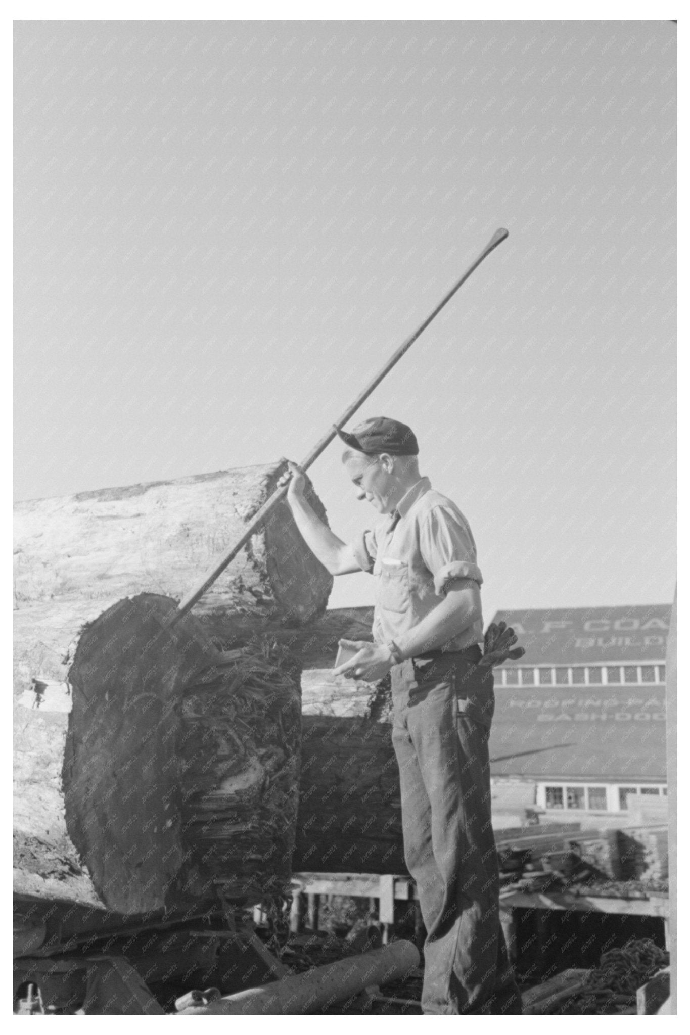 1941 Vintage Photo of Scaler Measuring Rot in Tillamook Logs - Available at KNOWOL