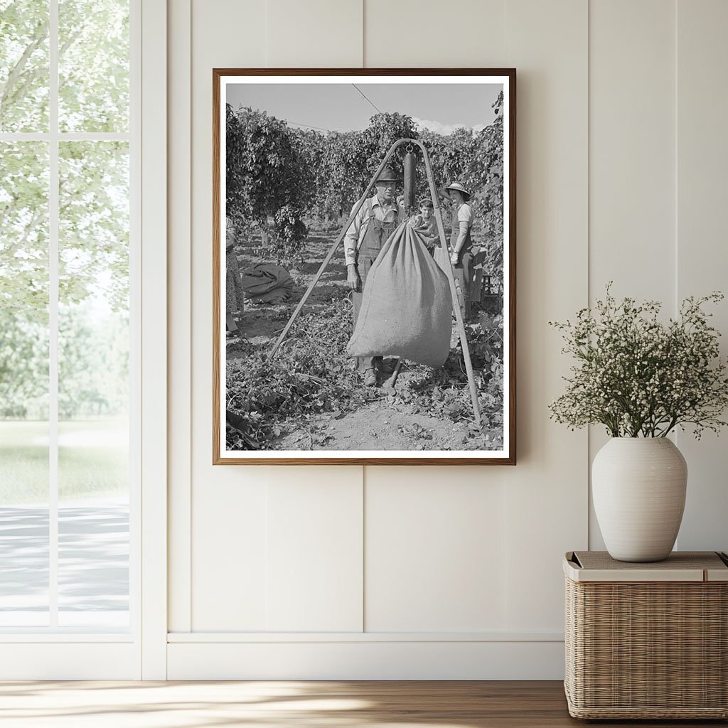1941 Vintage Photo of Workers Weighing Hops in Yakima County - Available at KNOWOL