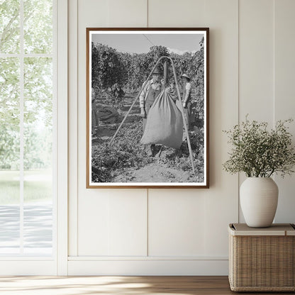 1941 Vintage Photo of Workers Weighing Hops in Yakima County - Available at KNOWOL