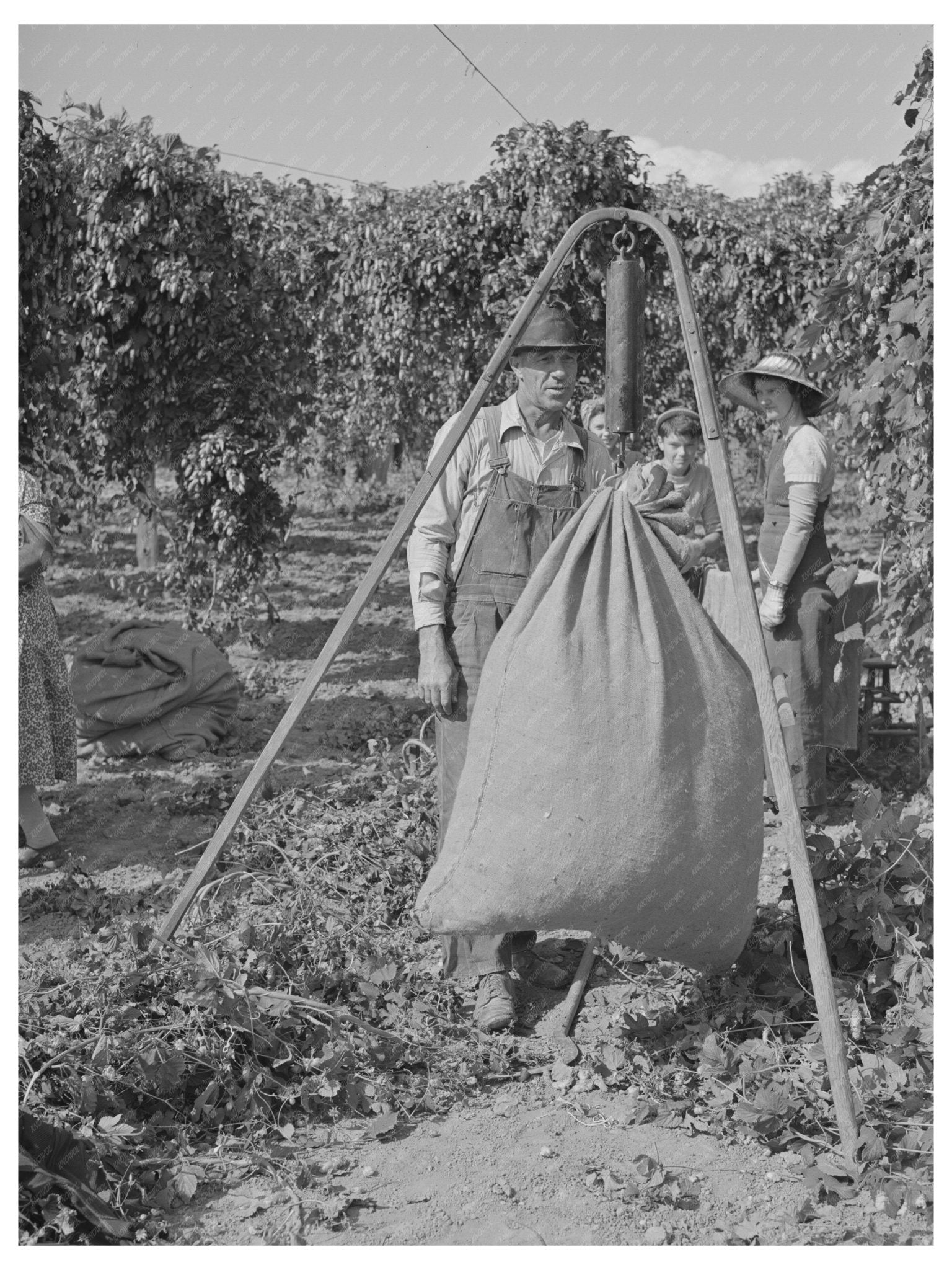1941 Vintage Photo of Workers Weighing Hops in Yakima County - Available at KNOWOL