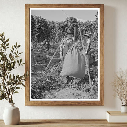 1941 Vintage Photo of Workers Weighing Hops in Yakima County - Available at KNOWOL